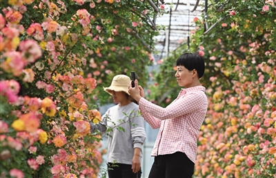 谈球吧·北京月季文化节下周开幕