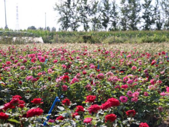 谈球吧·“莫奈花园”带领乡村致富走“花”路